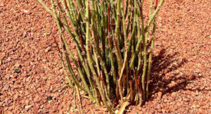 Unlocking the Secrets of Radiant Skin with Sustainable Candelilla Wax